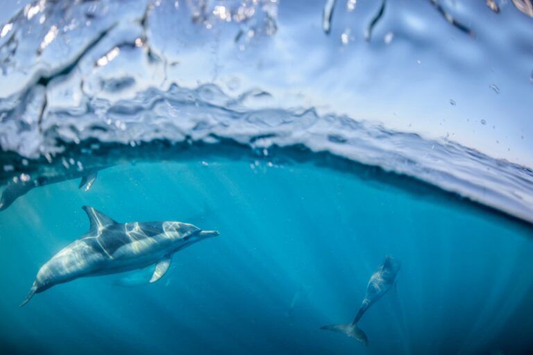 istockphoto-2155554517-2048x2048